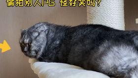 道具躺着吃瓜,揭秘道具“躺着吃瓜”的神奇魅力