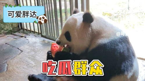 熊猫的吃瓜日记,甜蜜时光里的悠闲生活