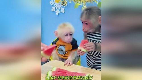 猴子吃小孩的瓜,一场荒诞的人猴冲突