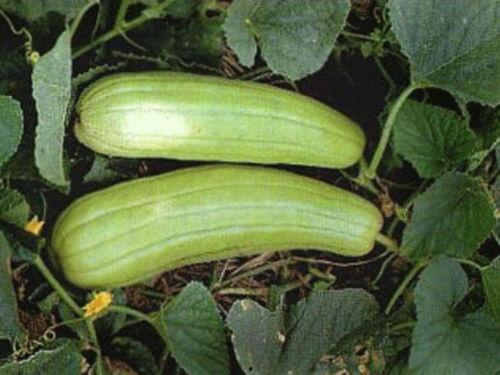 秋天有哪些瓜可以吃,盘点秋季可品尝的各类瓜果