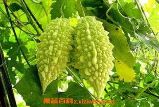 什么瓜苦吃不得,食品安全知识普及