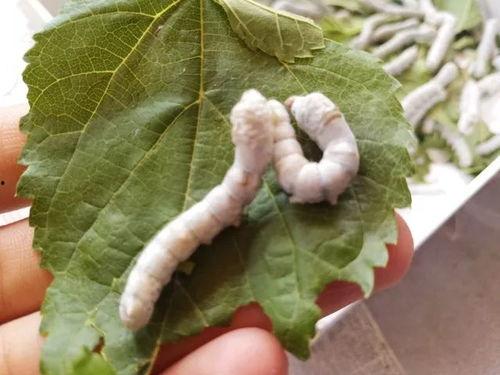 蚕吃瓜菜吗,探究蚕对瓜菜的喜爱程度