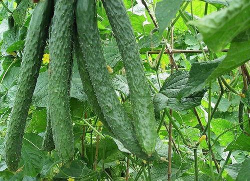 吃梨瓜的文案短句,尽享夏日清凉