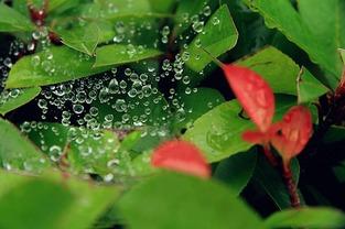 小暑吃瓜避暑,传统避暑美食之旅