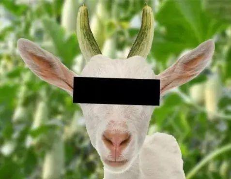 羊瓜老了怎么吃,探索传统食材的新吃法