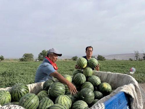 吃瓜第11天,揭秘吃瓜第11天的幕后故事